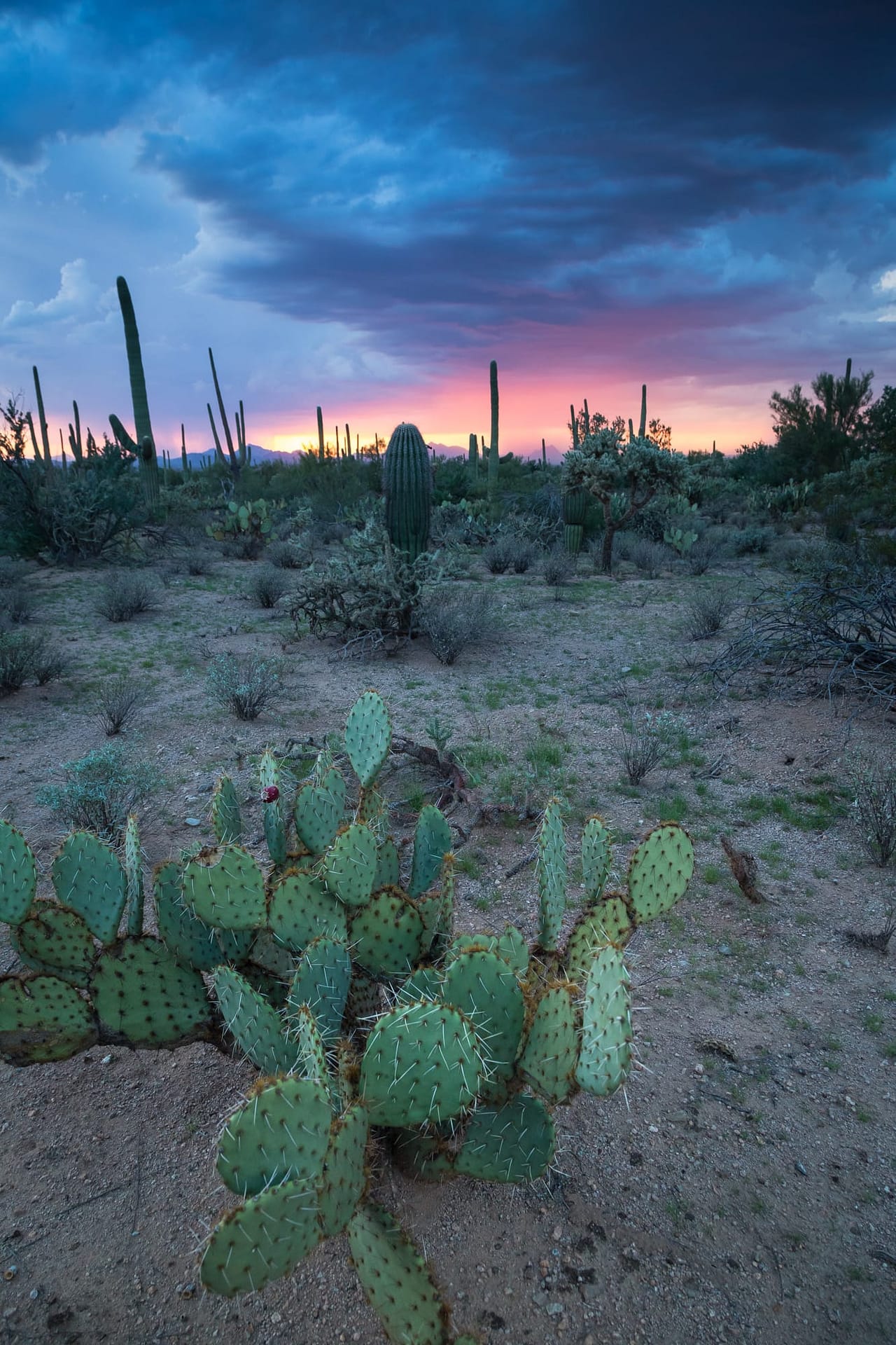 ARIZONA: Sky Island Specialties 2025 - Wildside Nature Tours