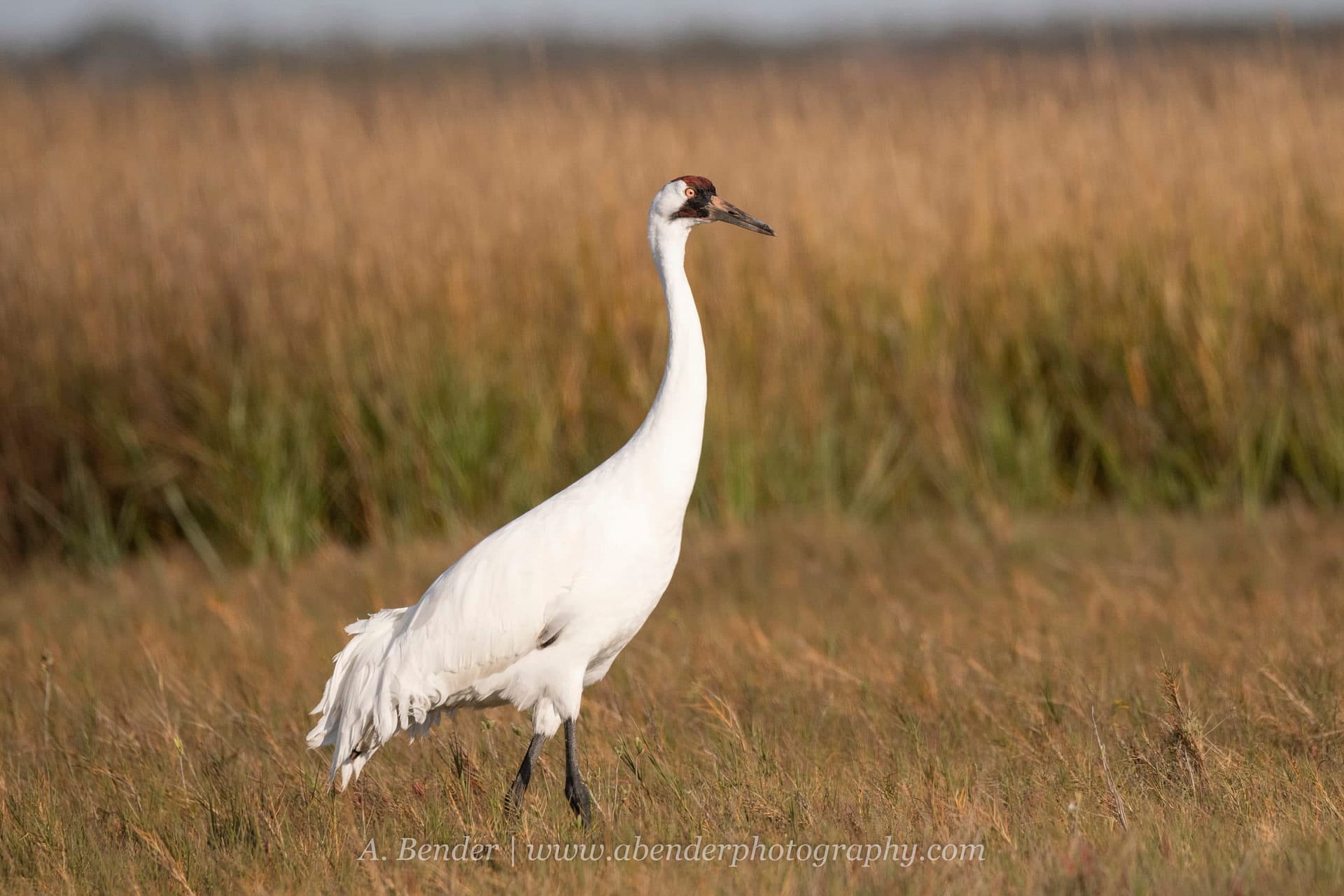 TEXAS: Whooping Cranes & Wading Birds - Wildside Nature Tours