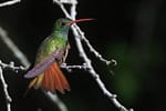 Buff-bellied Hummingbird, photo by Alex Lamoreaux