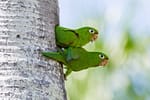 Hispaniolan Parakeets © Adrian Binns