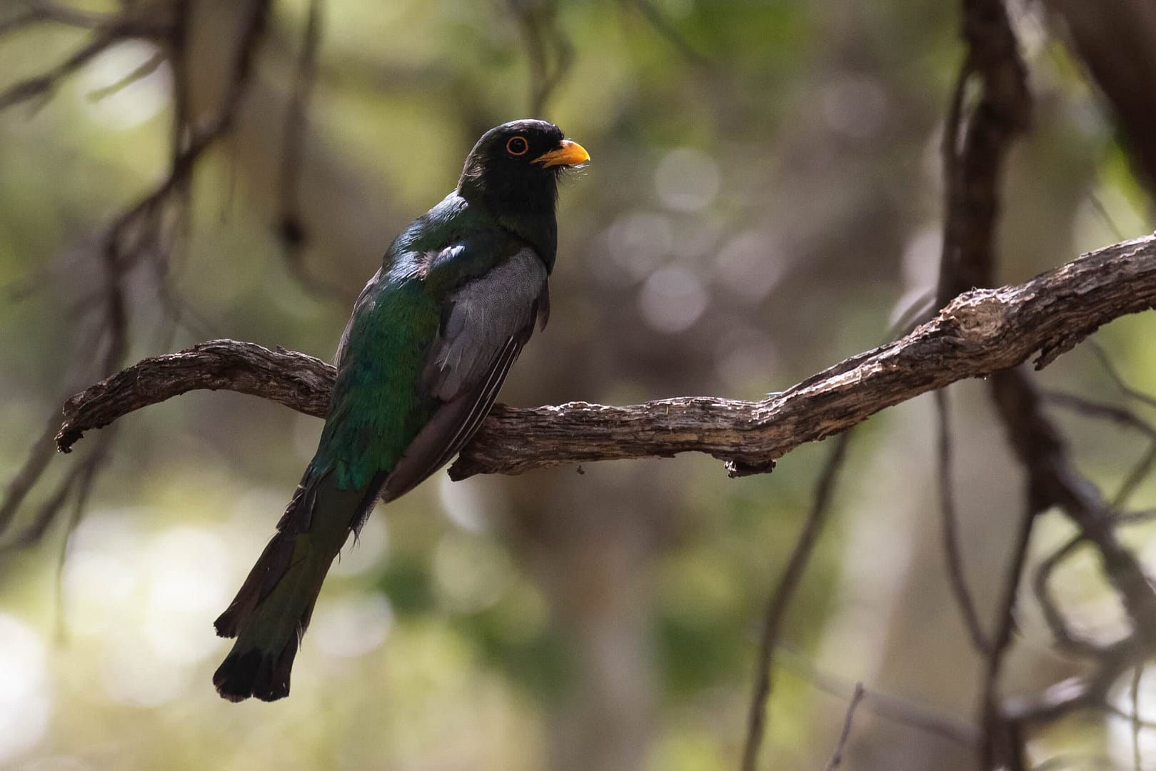 Discover 11 Blue Birds in Georgia - AZ Animals