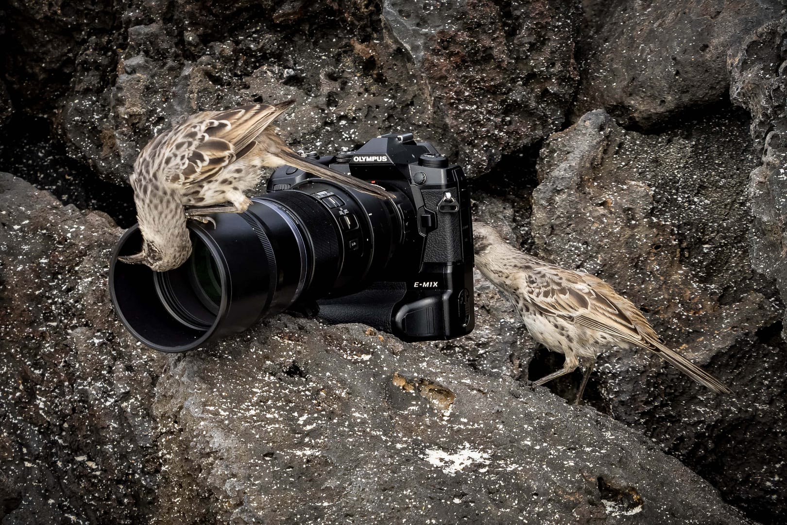 Galapagos-Mockingbirds-with-camera