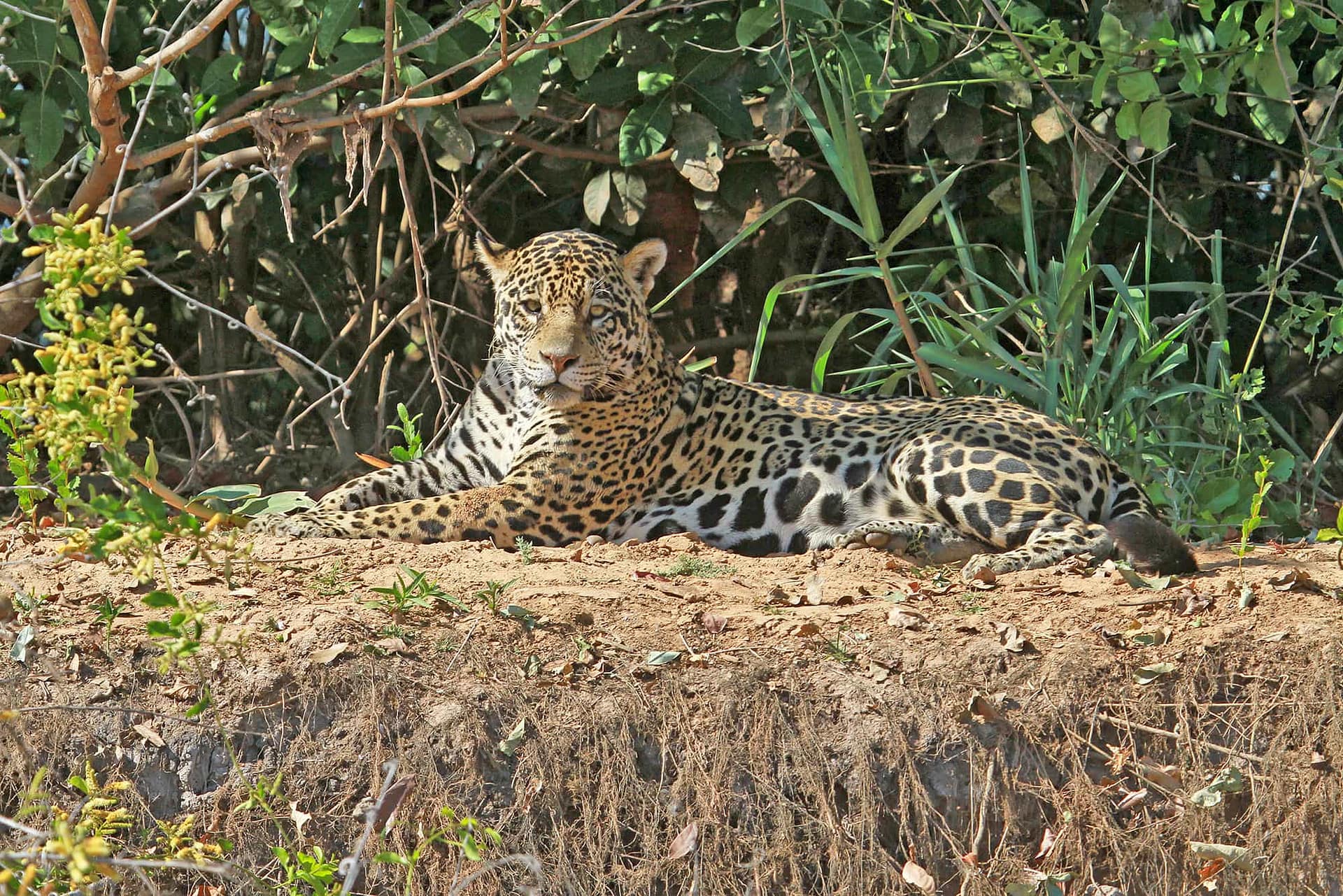 Jaguars in Suriname - Nature - My View