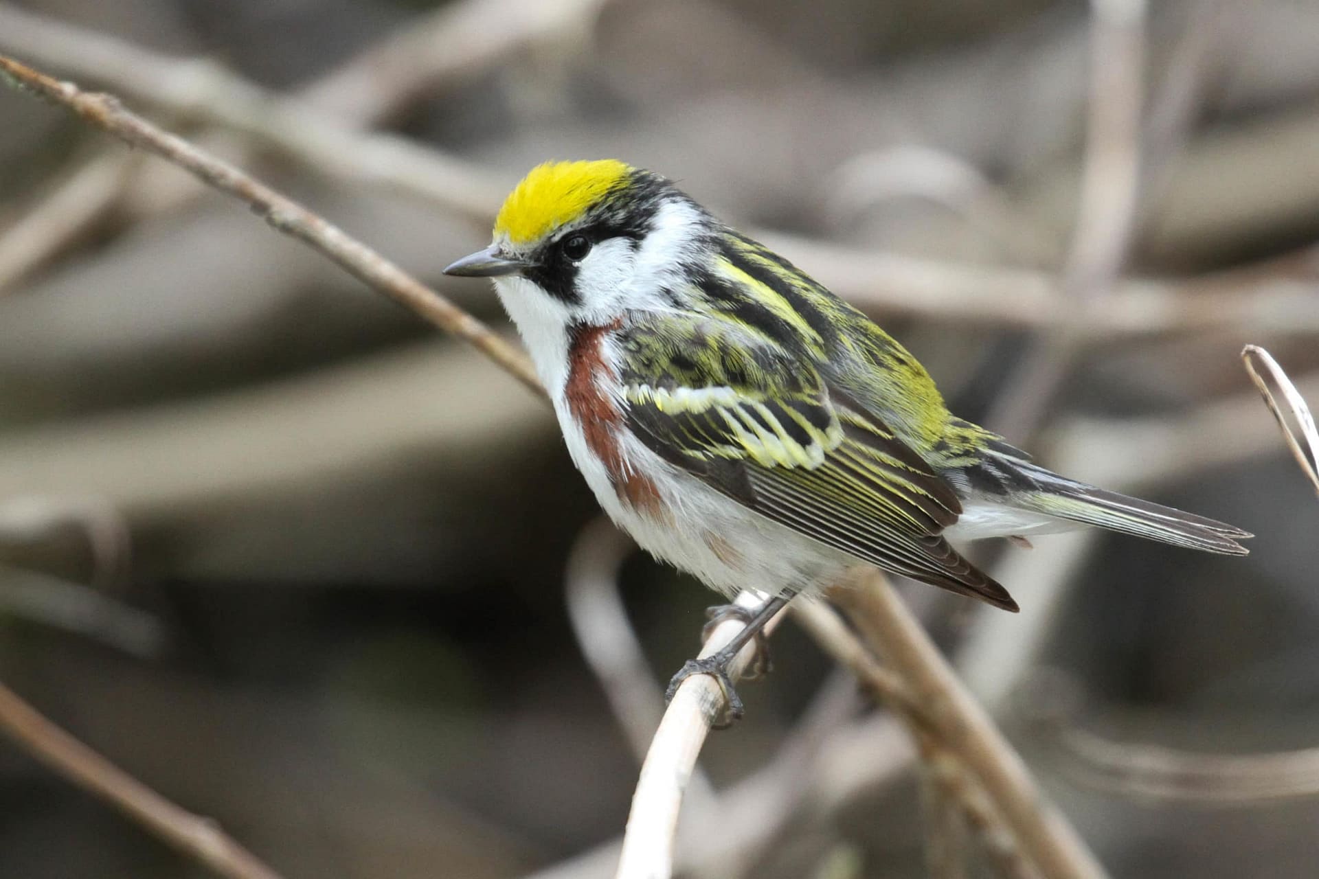 OHIO & MICHIGAN: Magee Marsh & Kirtland's Warbler - Wildside Nature Tours