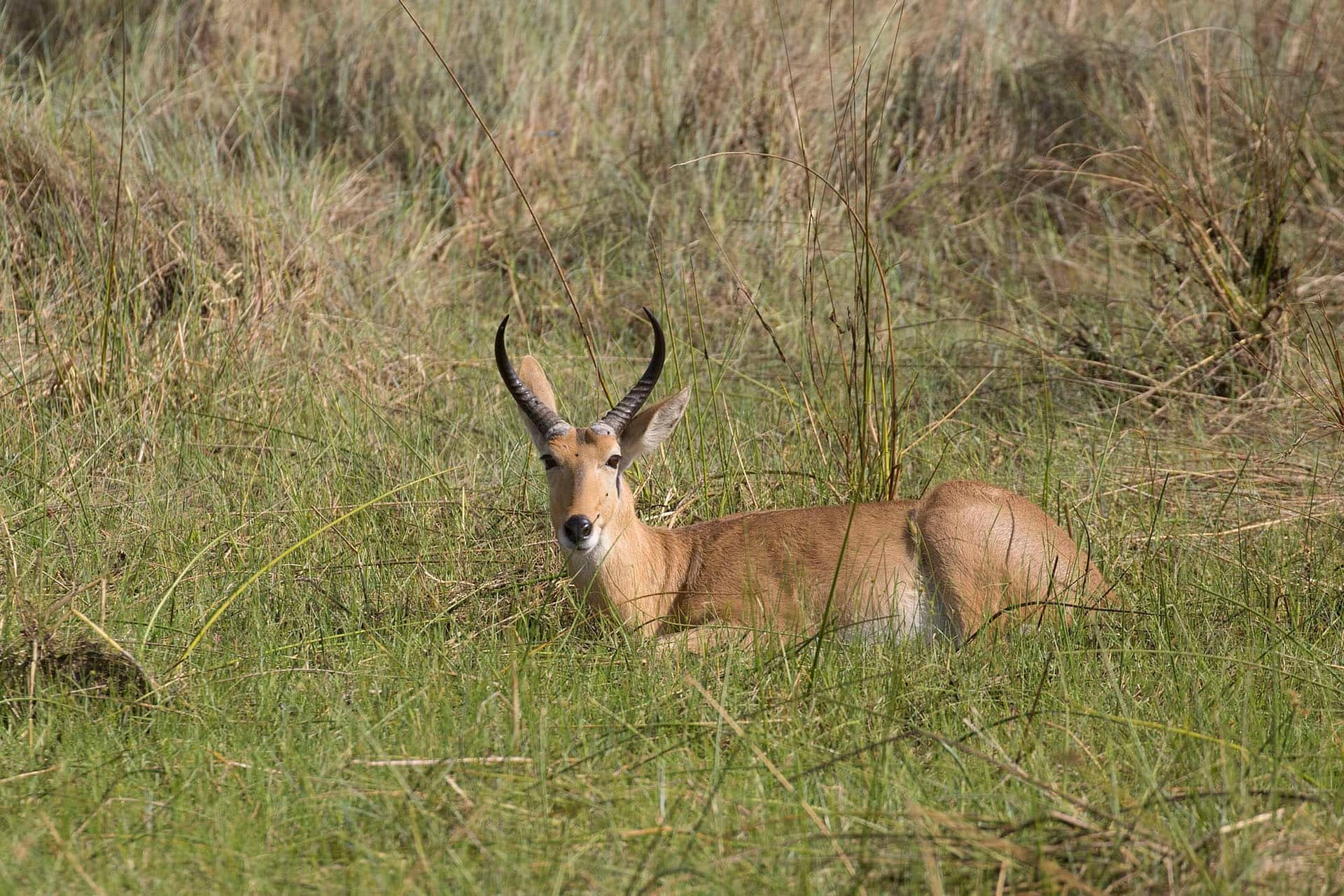 BOTSWANA: Best Of Birding & Wildlife Safari - Wildside Nature Tours