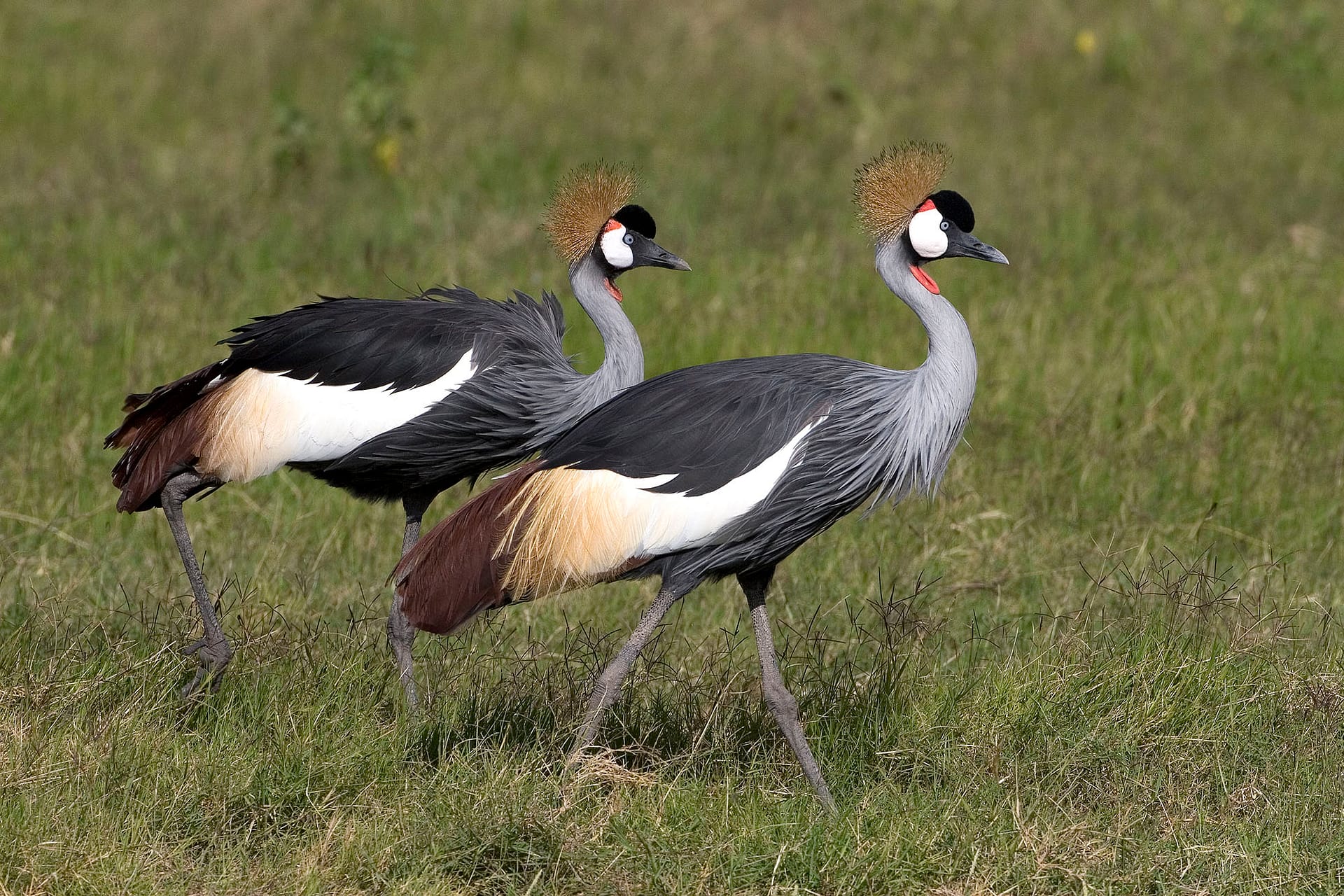 KENYA: 20-day Birding & Wildlife Safari - Wildside Nature Tours