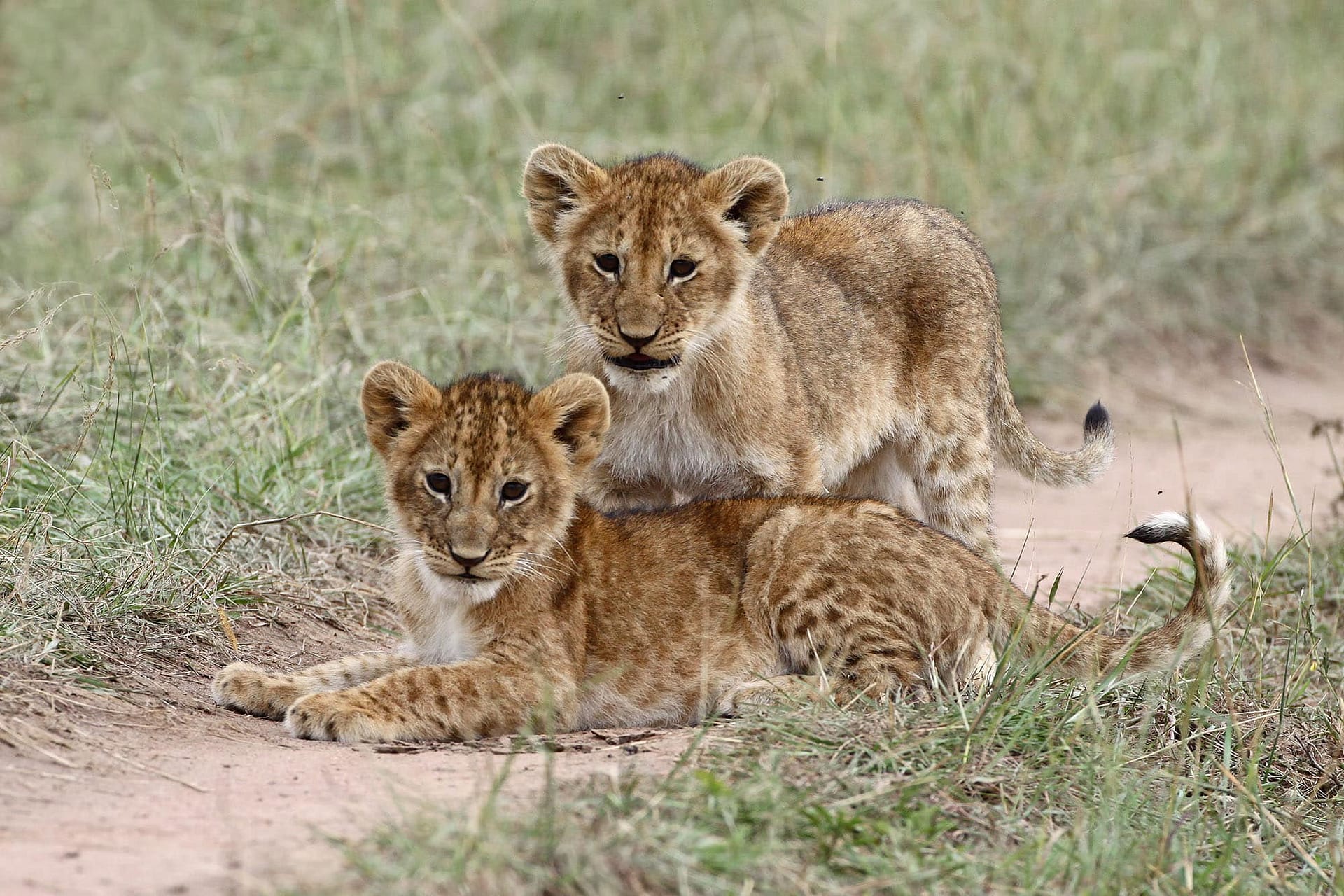 KENYA: 20-day Birding & Wildlife Safari - Wildside Nature Tours