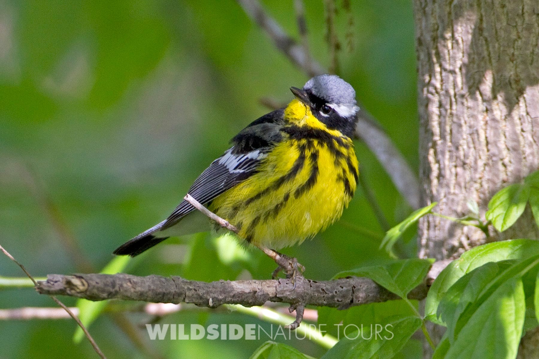 OHIO & MICHIGAN: Magee Marsh & Kirtland's Warbler - Wildside Nature Tours