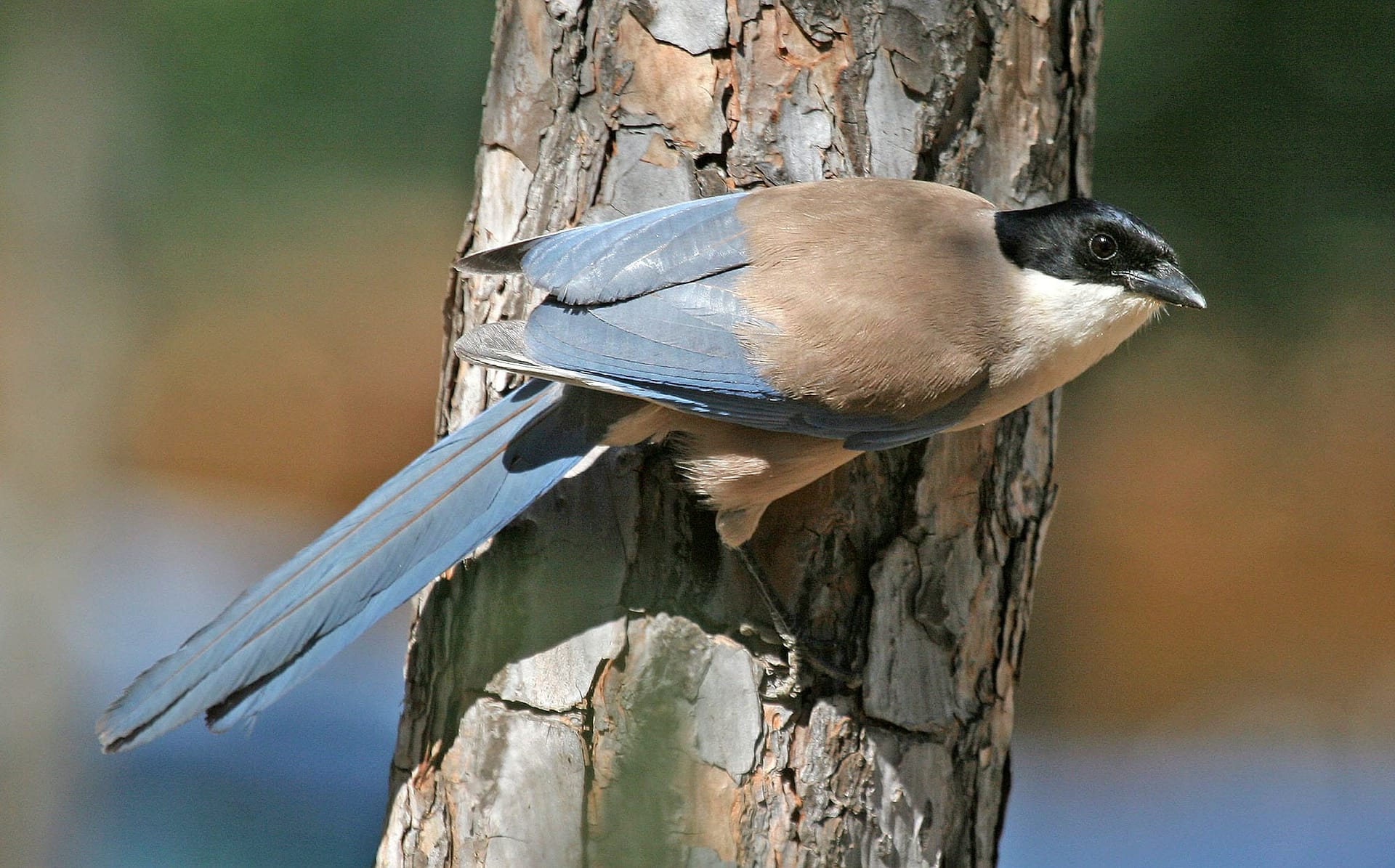 Birds of prey in Southern Spain - WILD ANDALUCIA BIRDING TOURS