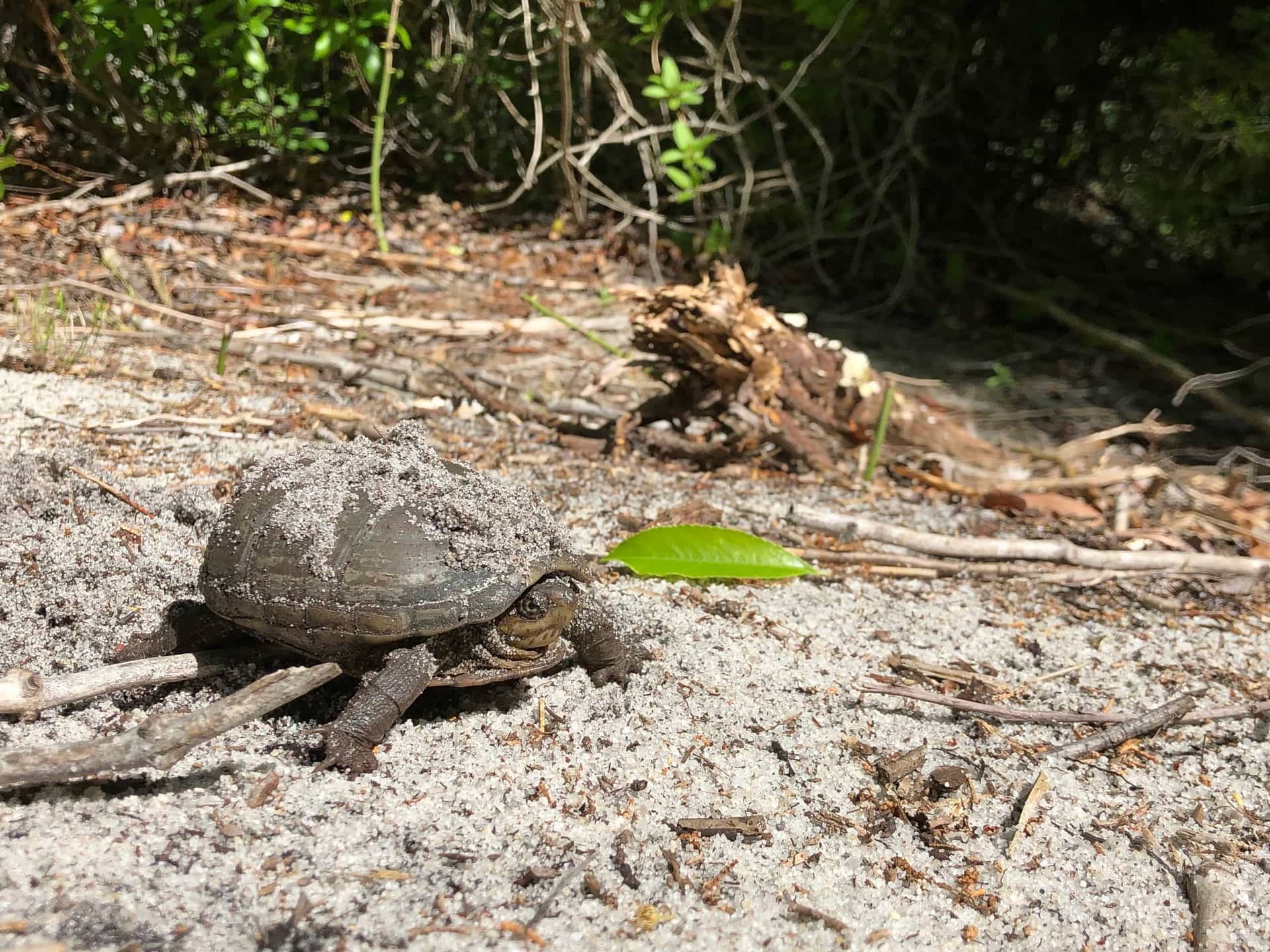 US Turtles & Tortoises List - Wildside Nature Tours