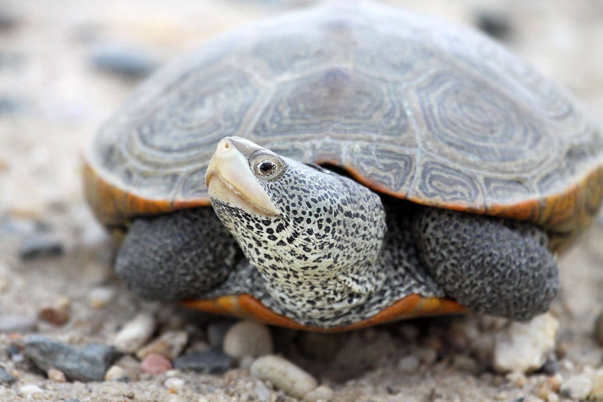 US Turtles & Tortoises List - Wildside Nature Tours