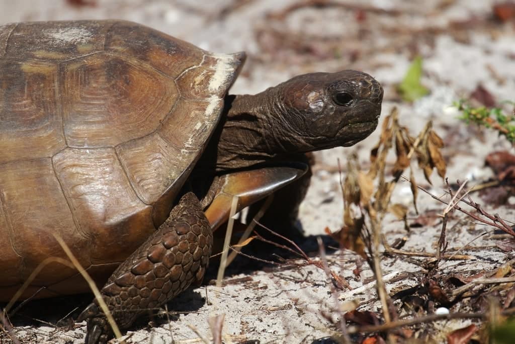 US Turtles & Tortoises List - Wildside Nature Tours