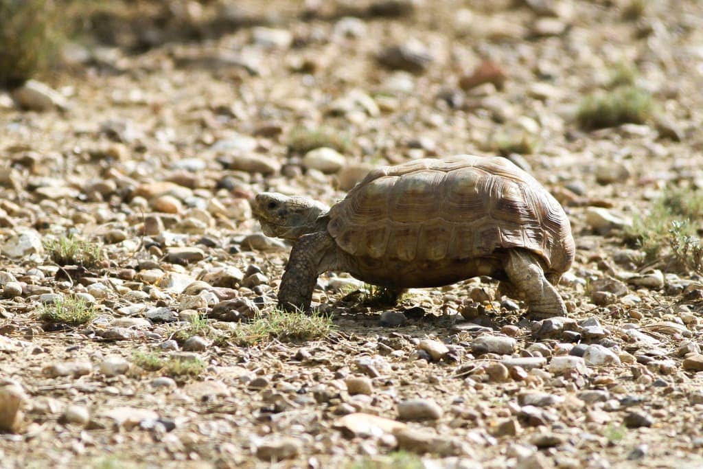 US Turtles & Tortoises List - Wildside Nature Tours