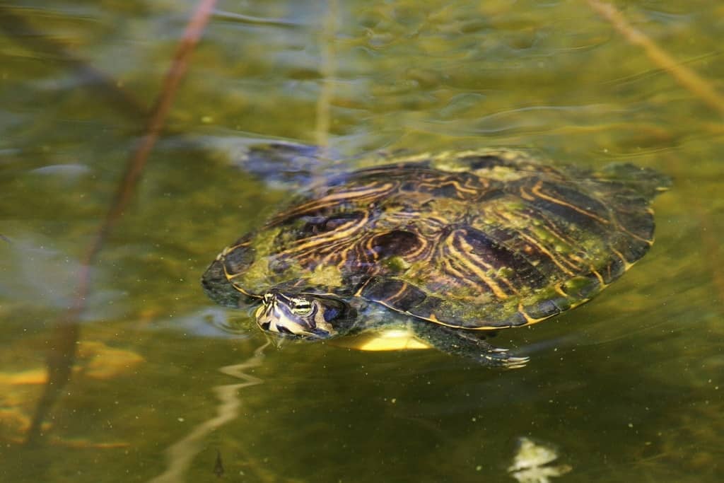 US Turtles & Tortoises List - Wildside Nature Tours