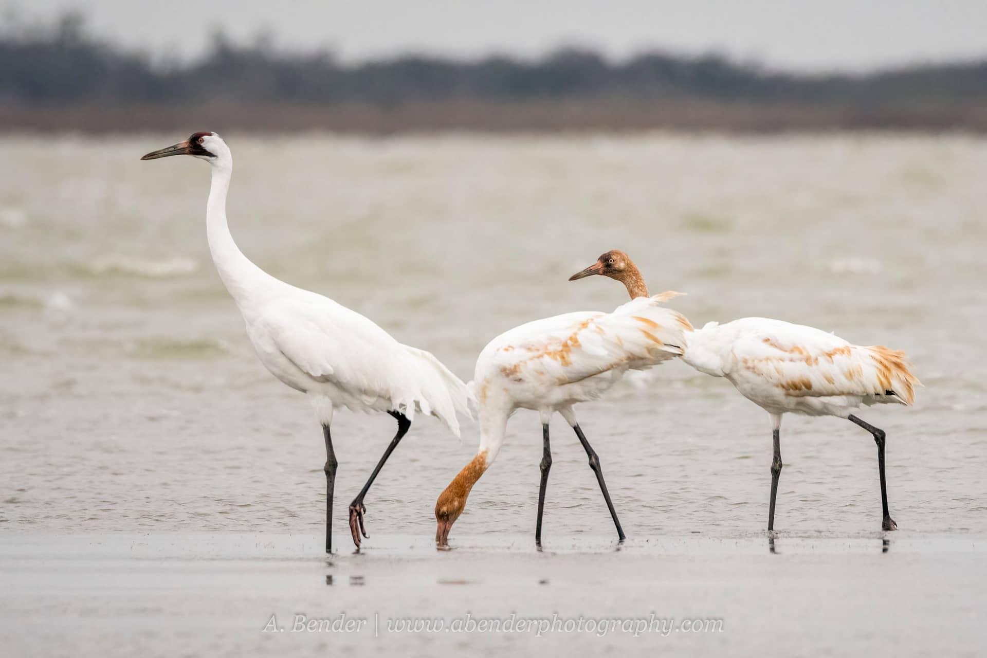 TEXAS: Whooping Cranes & Wading Birds - Wildside Nature Tours