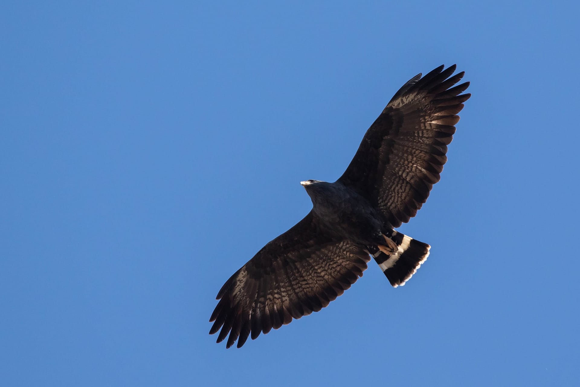Common Black Hawk  Audubon Field Guide