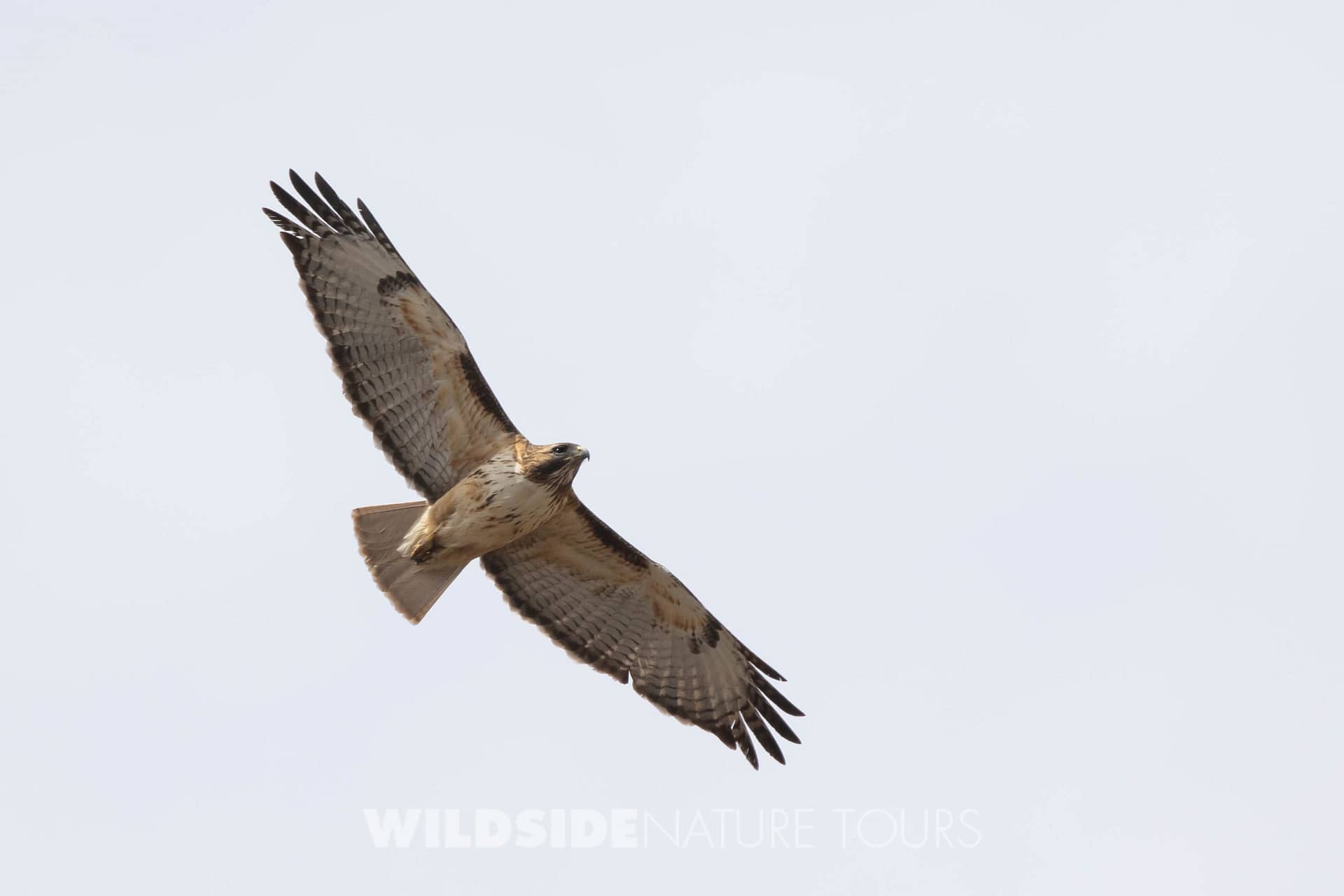2022 Common Black Hawk Migration – Foothills Clusters Wildlife
