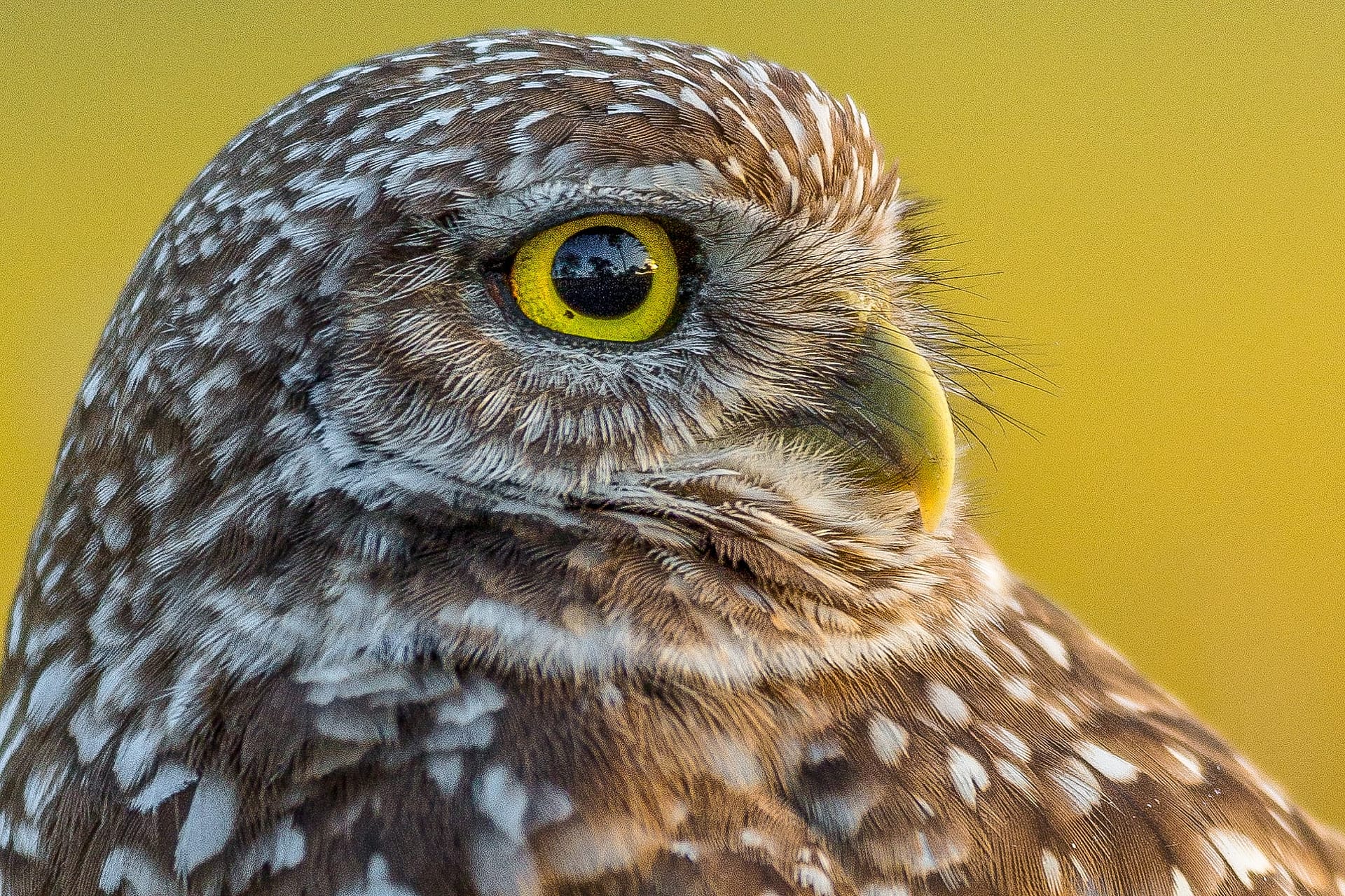 Florida-burrowing-owl