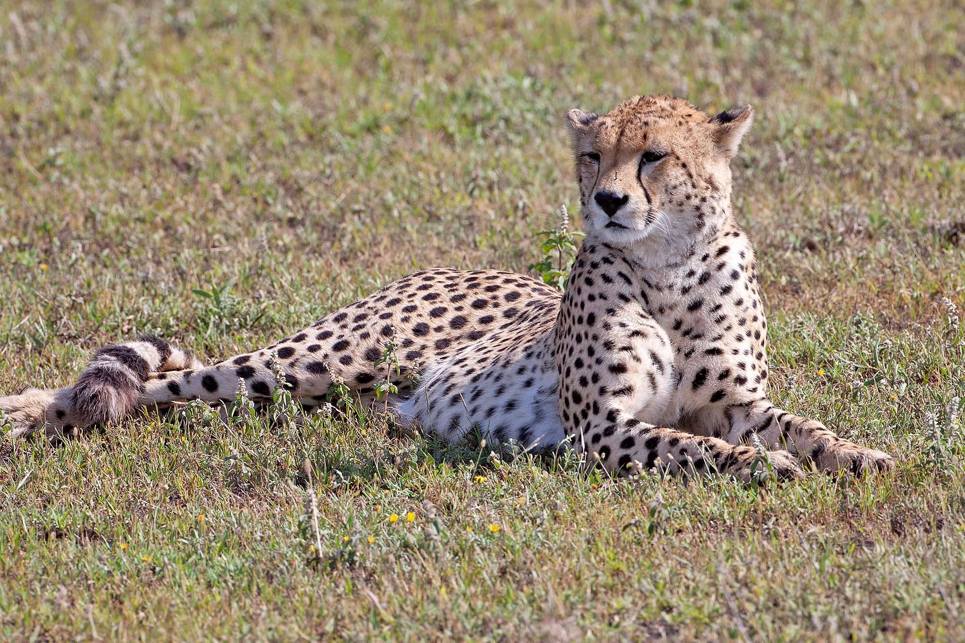 5 Things You Didn't Know About Maasai Beadwork - Thomson Safaris