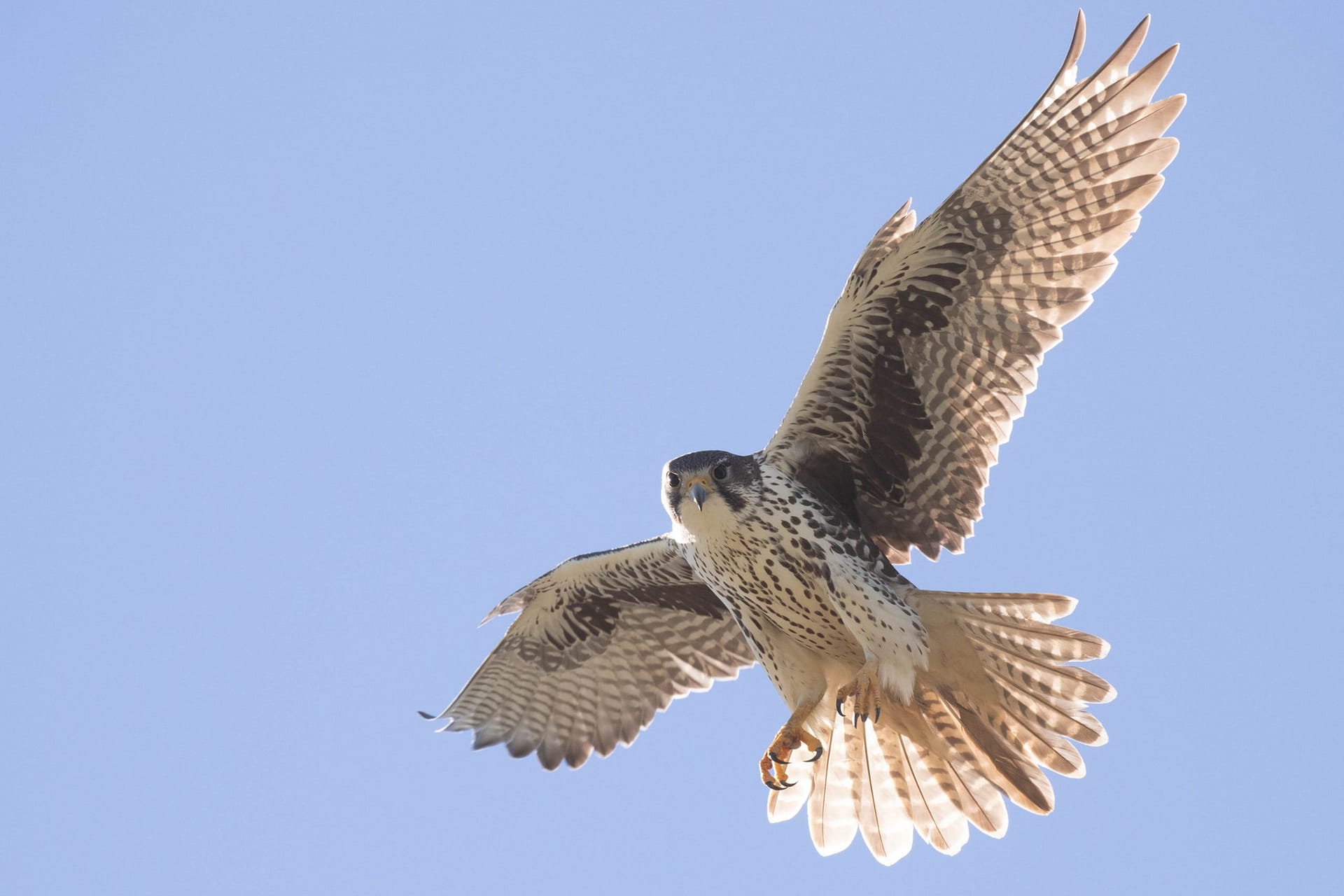 Prairie Falcon, photo by Alex Lamoreaux