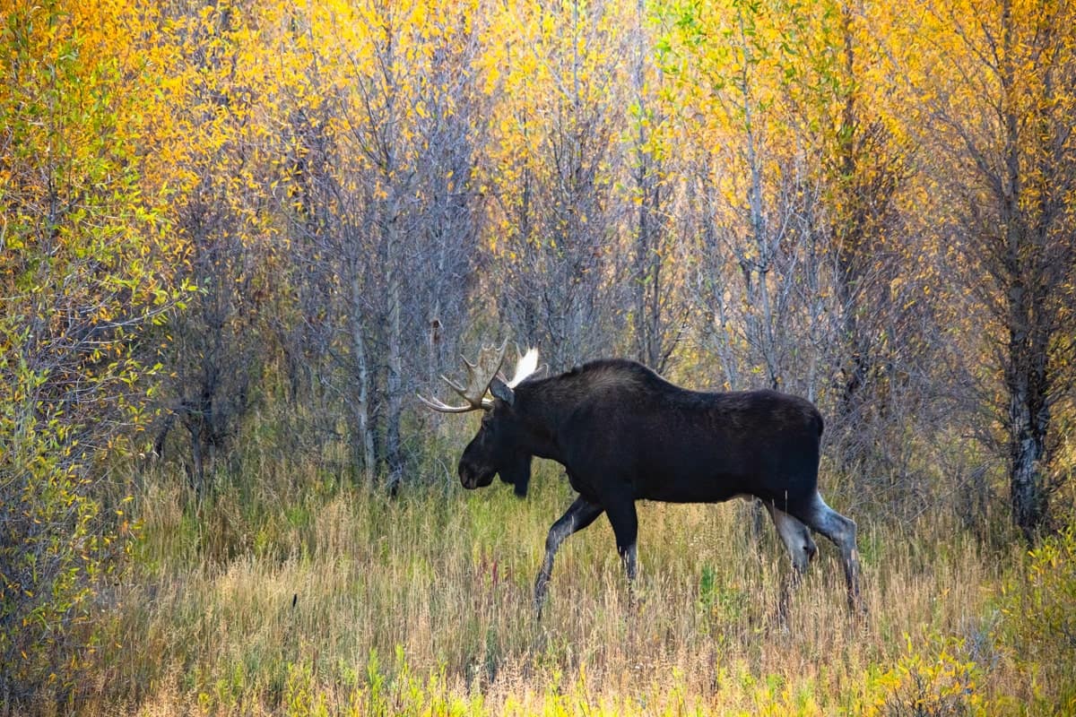 GRAND TETONS: Fall Wildlife Photography Workshop - Wildside Nature