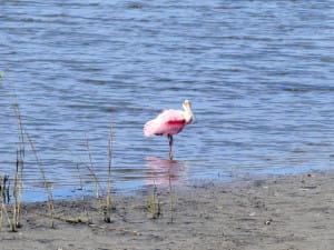 006-Roseate Spoonbill - Merritt Island NWR - FL - 2016-01-25 - Greg Miller - Leica V-LUX (typ 114)