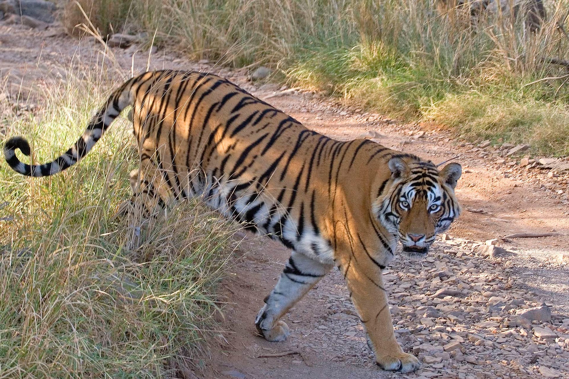 INDIA Tiger 2000 BINNS IMG_0169 copy