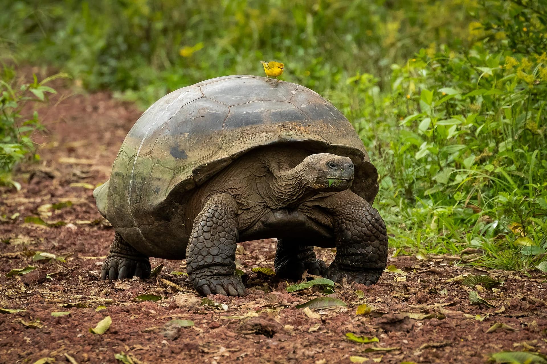 2018-Galapagos-1D2A0924-Giant-Tortoise-Warbler