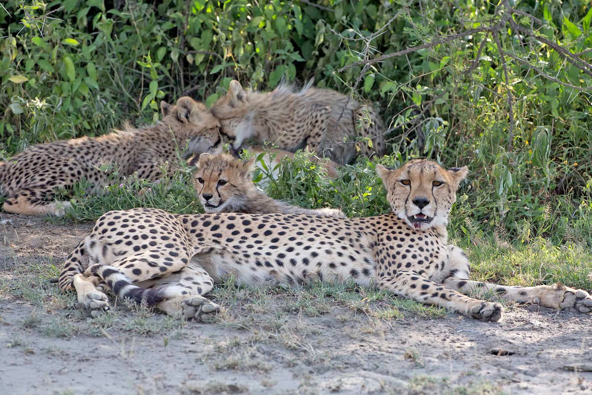 TANZANIA Cheetah &amp; cubs at dikdik kill 2000 BINNS D64A1291 copy