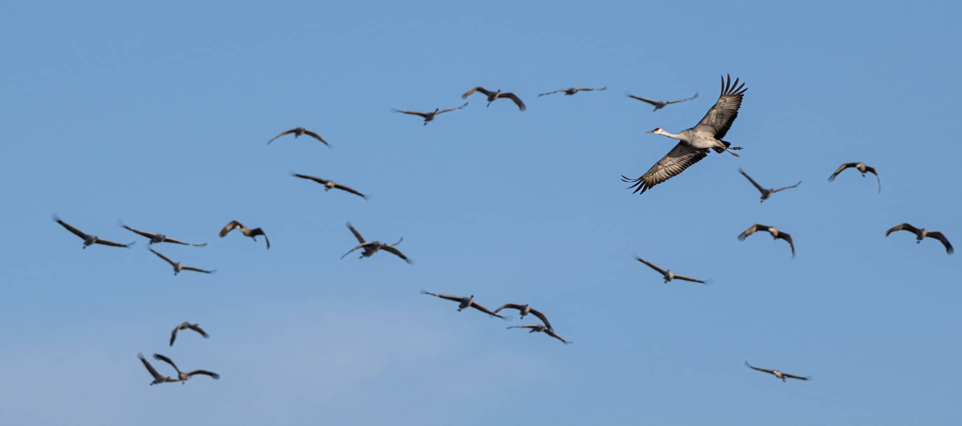 Wildside Sandhill Crane Migration 2023 (62)