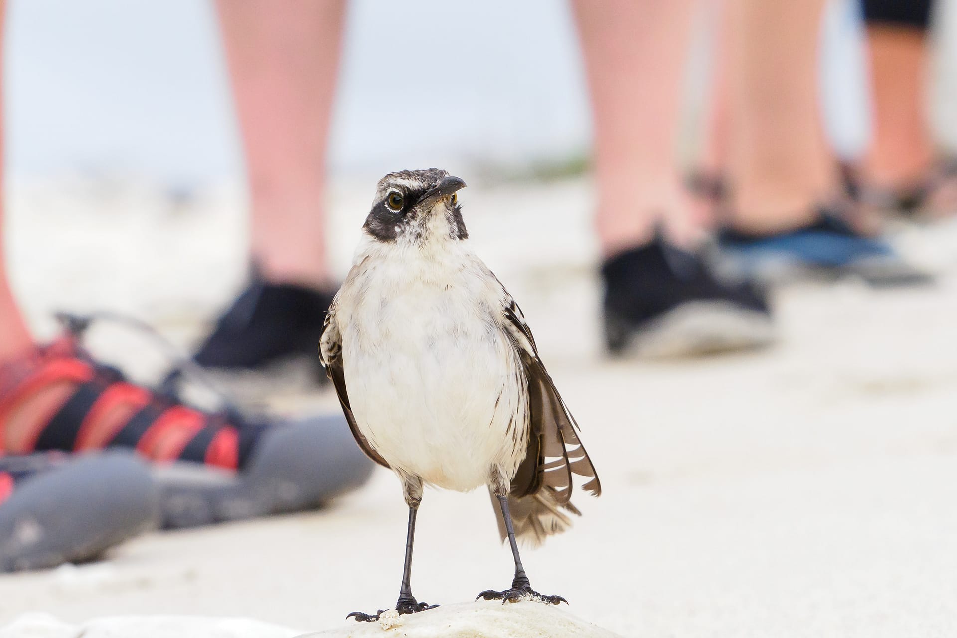 Genovesa Island Mockingbird
Mimus parvulus bauri
Adult Basic Plumage
Isla Genovesa
Galapagos Islands National Park
Ecuador
11 September, 2019