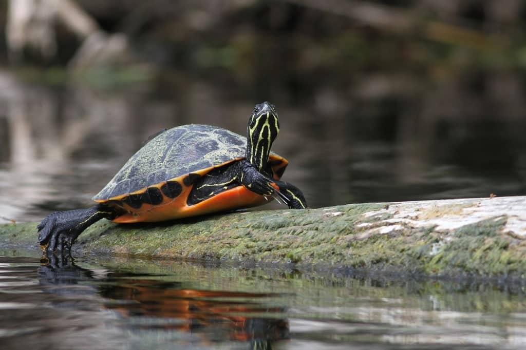 Florida Red-bellied Cooter - Wildside Nature Tours