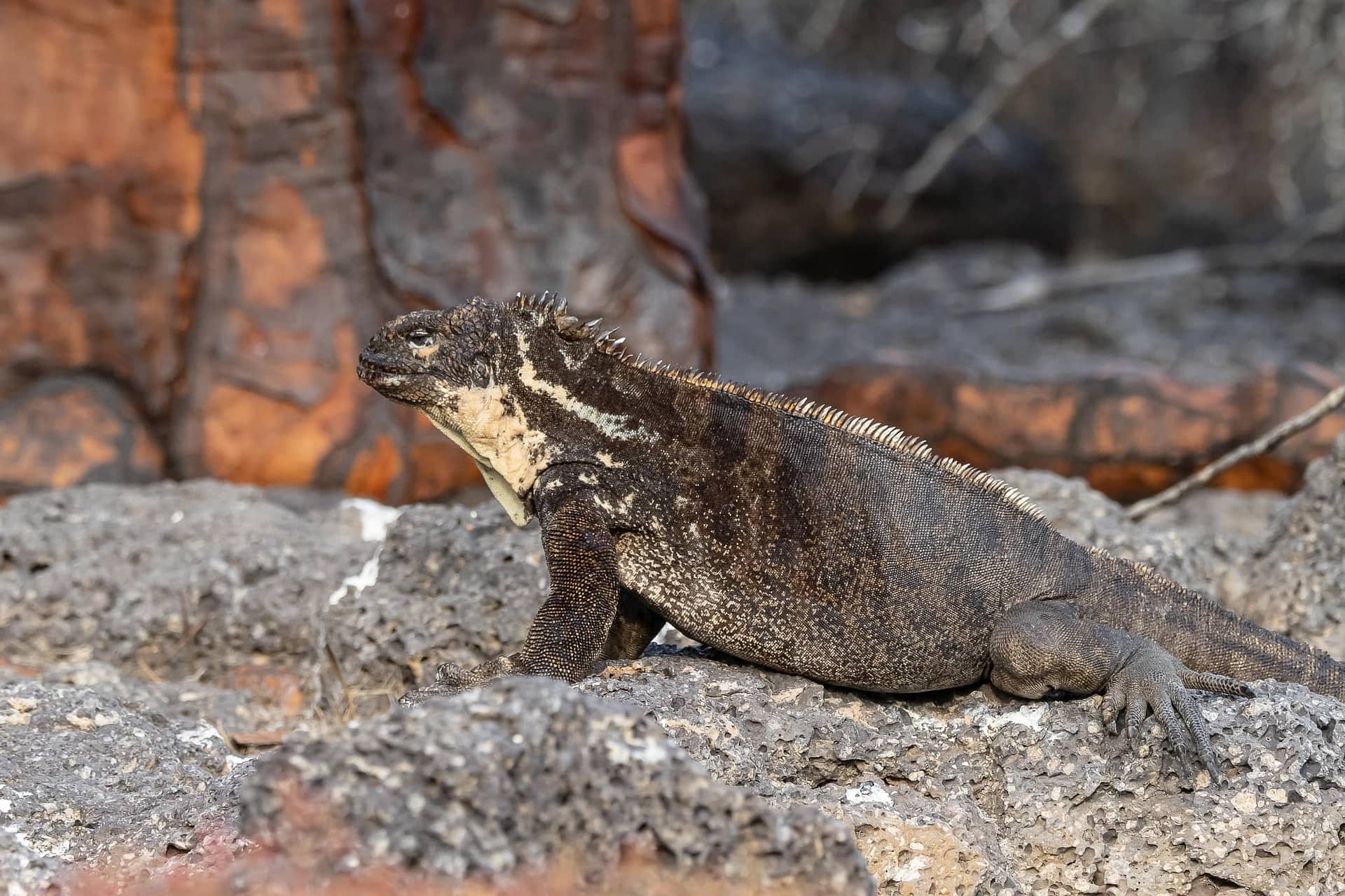 Hybrid (Marine x Land) Iguana
Amblyrhynchus cristatus x Conolophus subcristatus
Adult
Isla Plaza Sur (South Plaza Island)
Galapagos Islands National Park
Ecuador
12 September, 2019