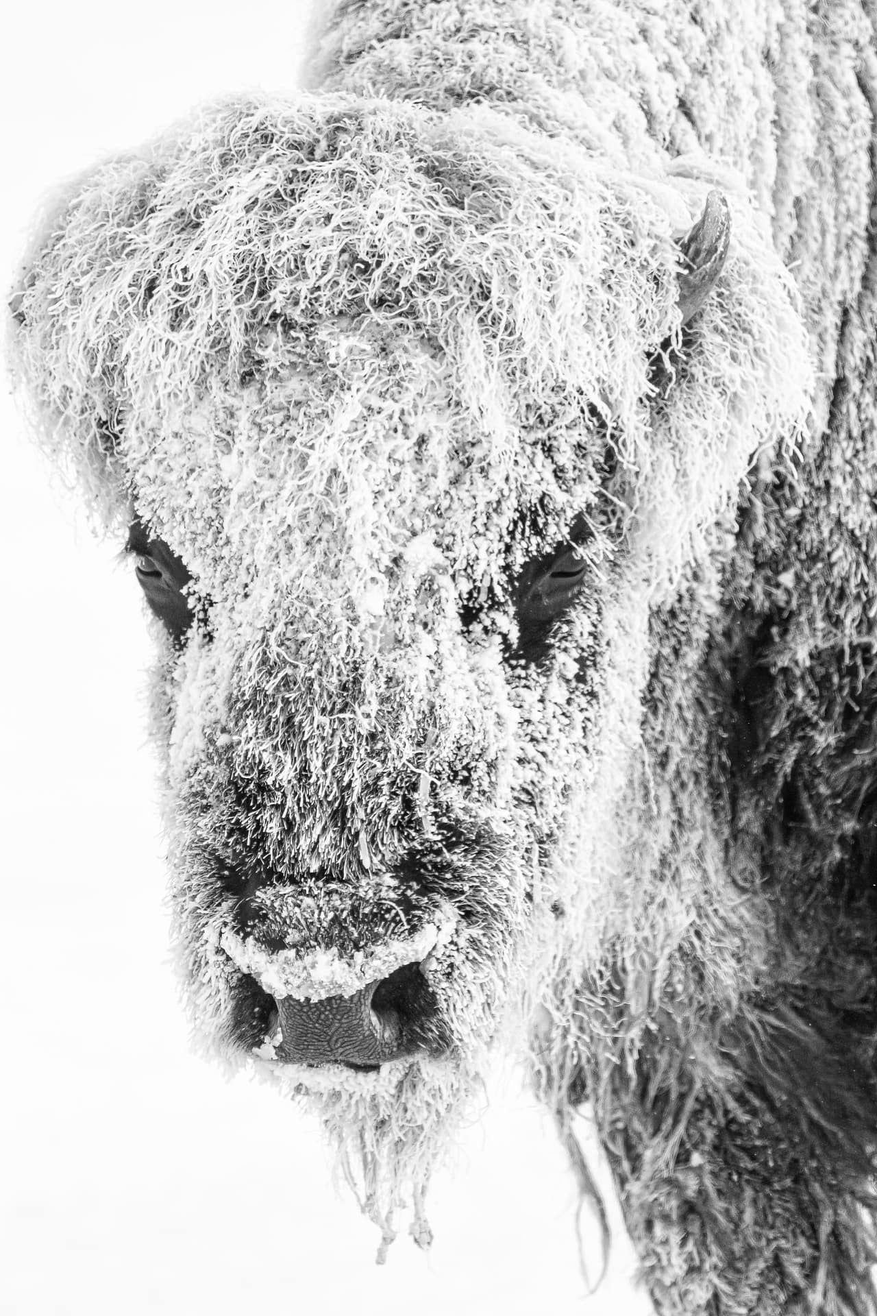 TRIP REPORT: YELLOWSTONE: 2023 Winter Photography Workshops - Wildside