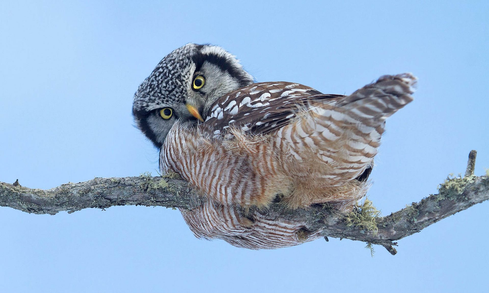 Northern Hawk Owl, photo by Adrian Binns