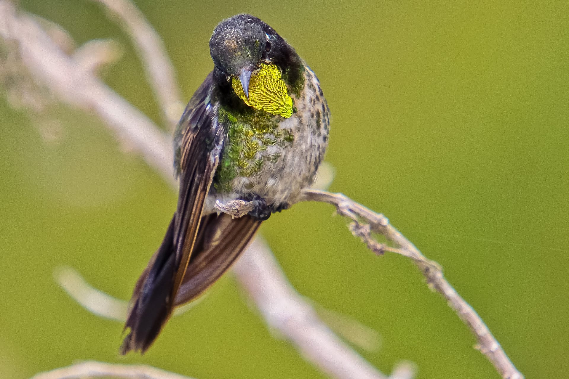 Colombia-Black-backed-Thornbill-Edit