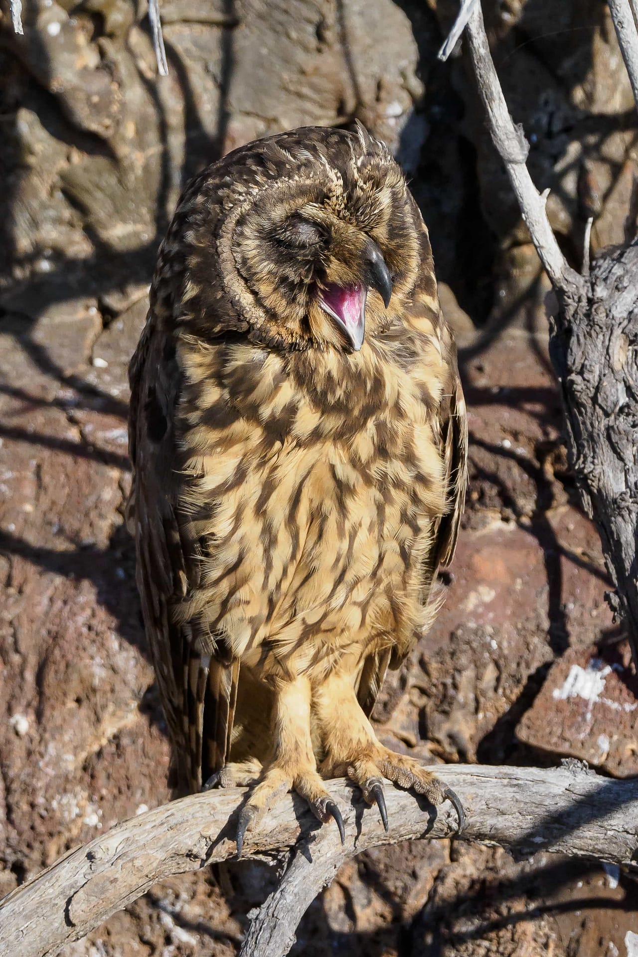 Short-eared Owl
Asio flammeus galapagoensis
Adult Basic Plumage
Isla Genovesa
Galapagos Islands National Park
Ecuador
11 September, 2019