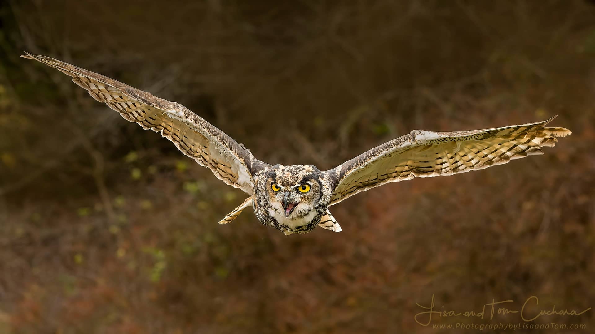 Birds of Prey: How to Find and Photograph Raptors - Nature TTL