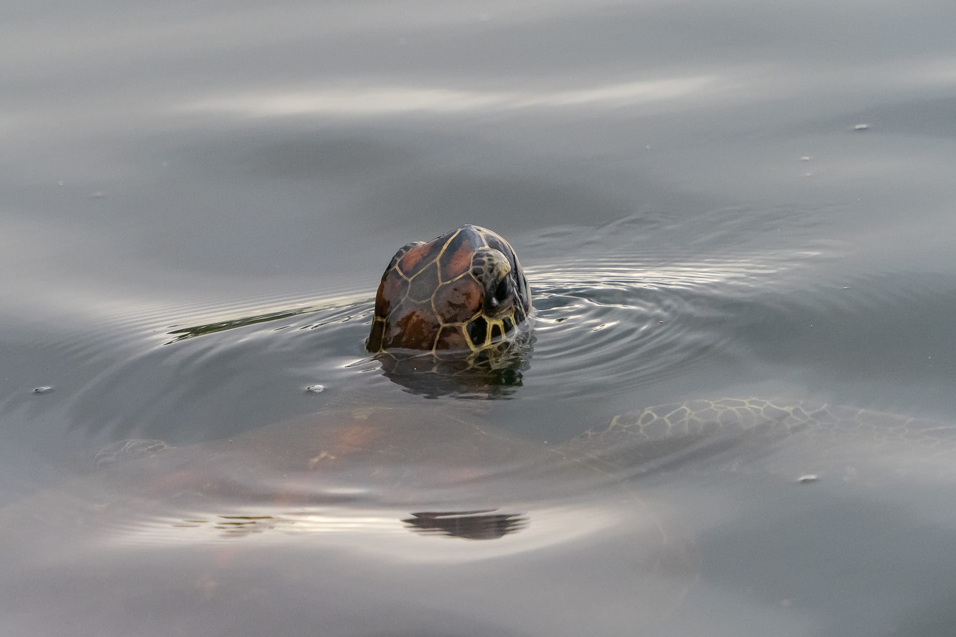 Green Sea Turtle
Chelonia mydas
Black Turtle Cove
Santa Cruz Island
Galapagos Islands National Park
Ecuador
17 September, 2019