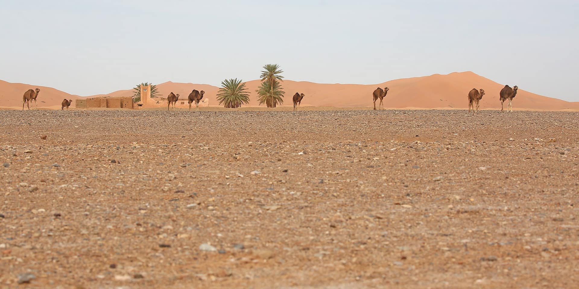 Camels in Sahara 2000x1000 BINNS D64A4377 copy