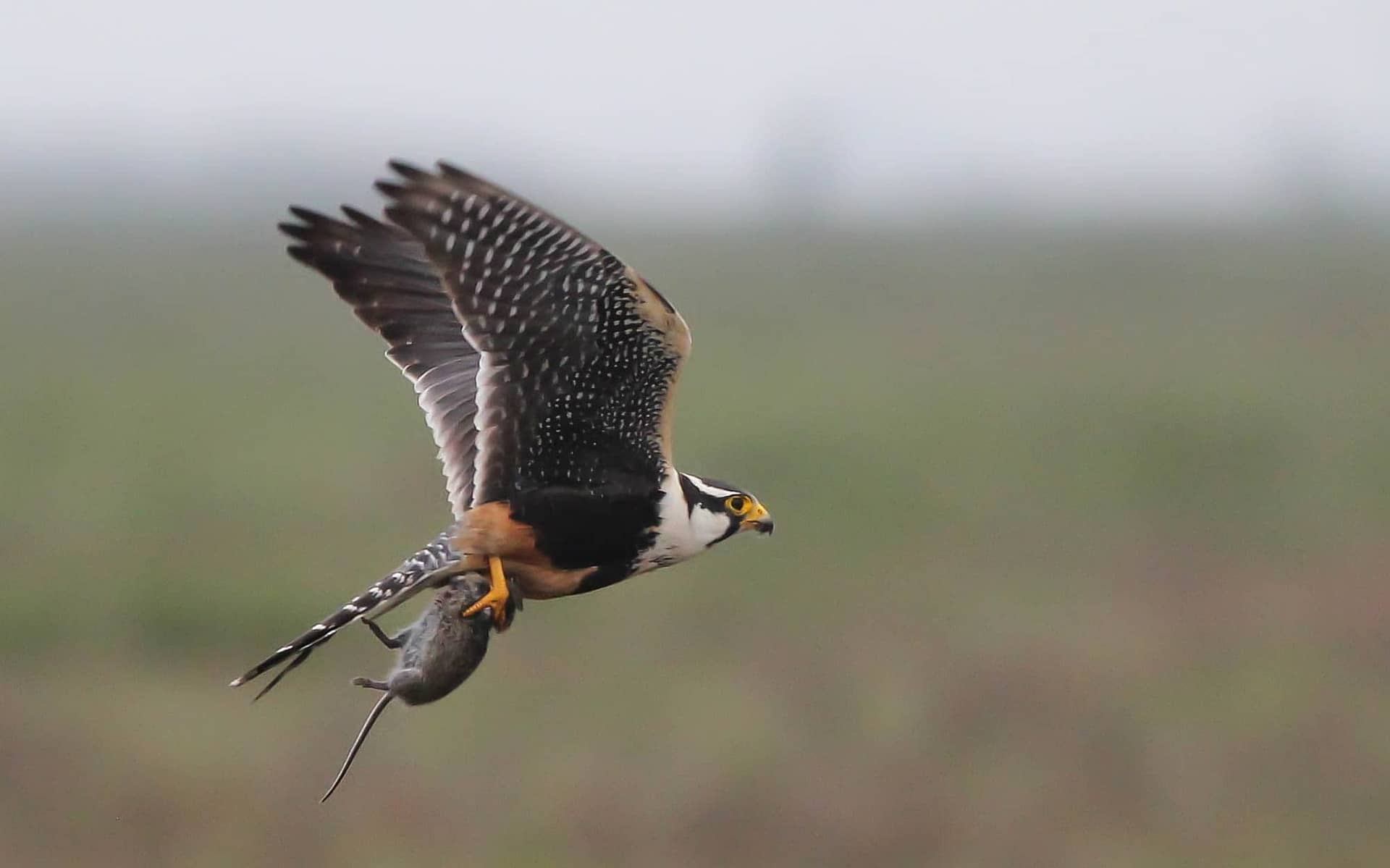 Aplomado Falcon, photo by Alex Lamoreaux
