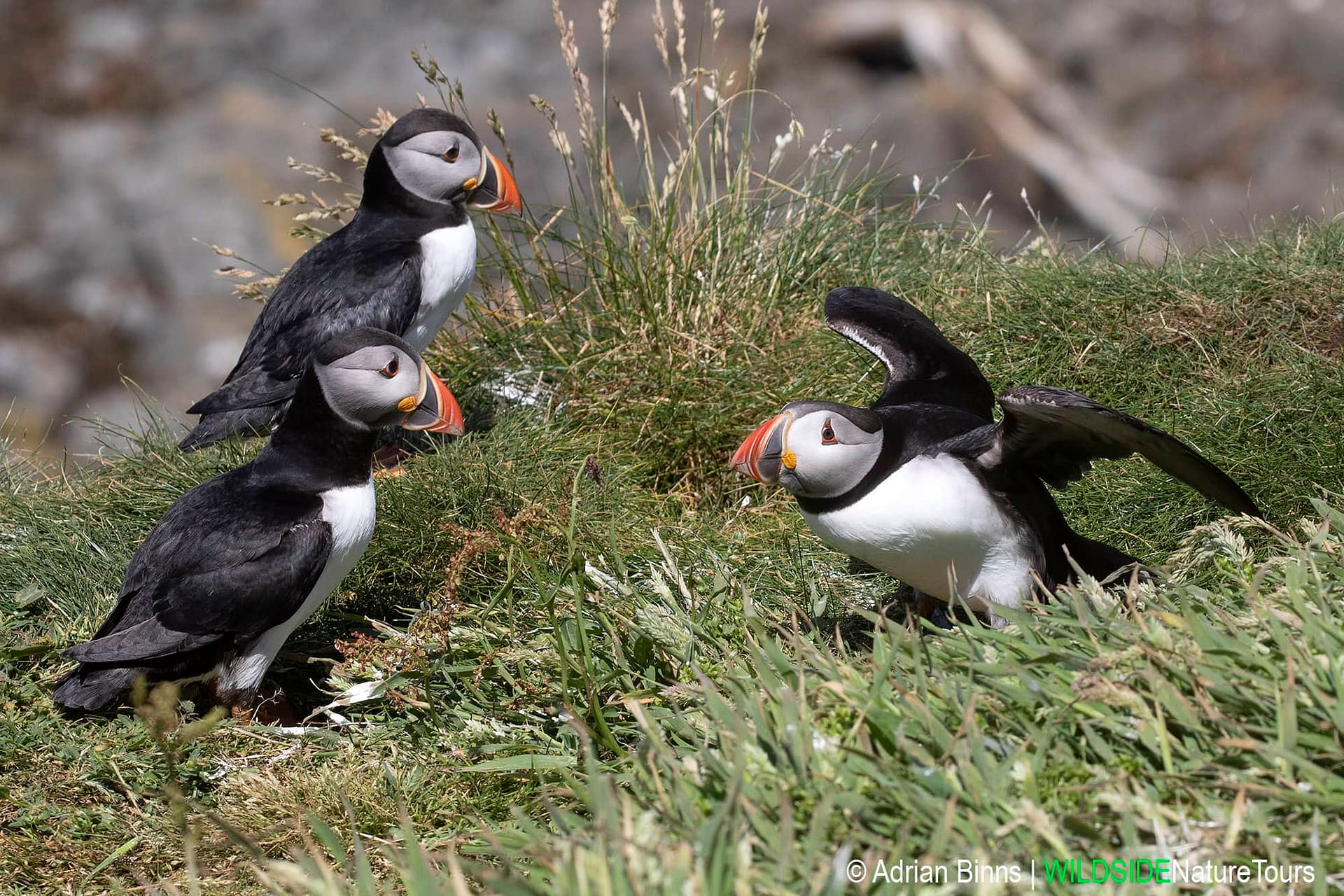 Puffin, Seabird, Atlantic, Atlantic Ocean