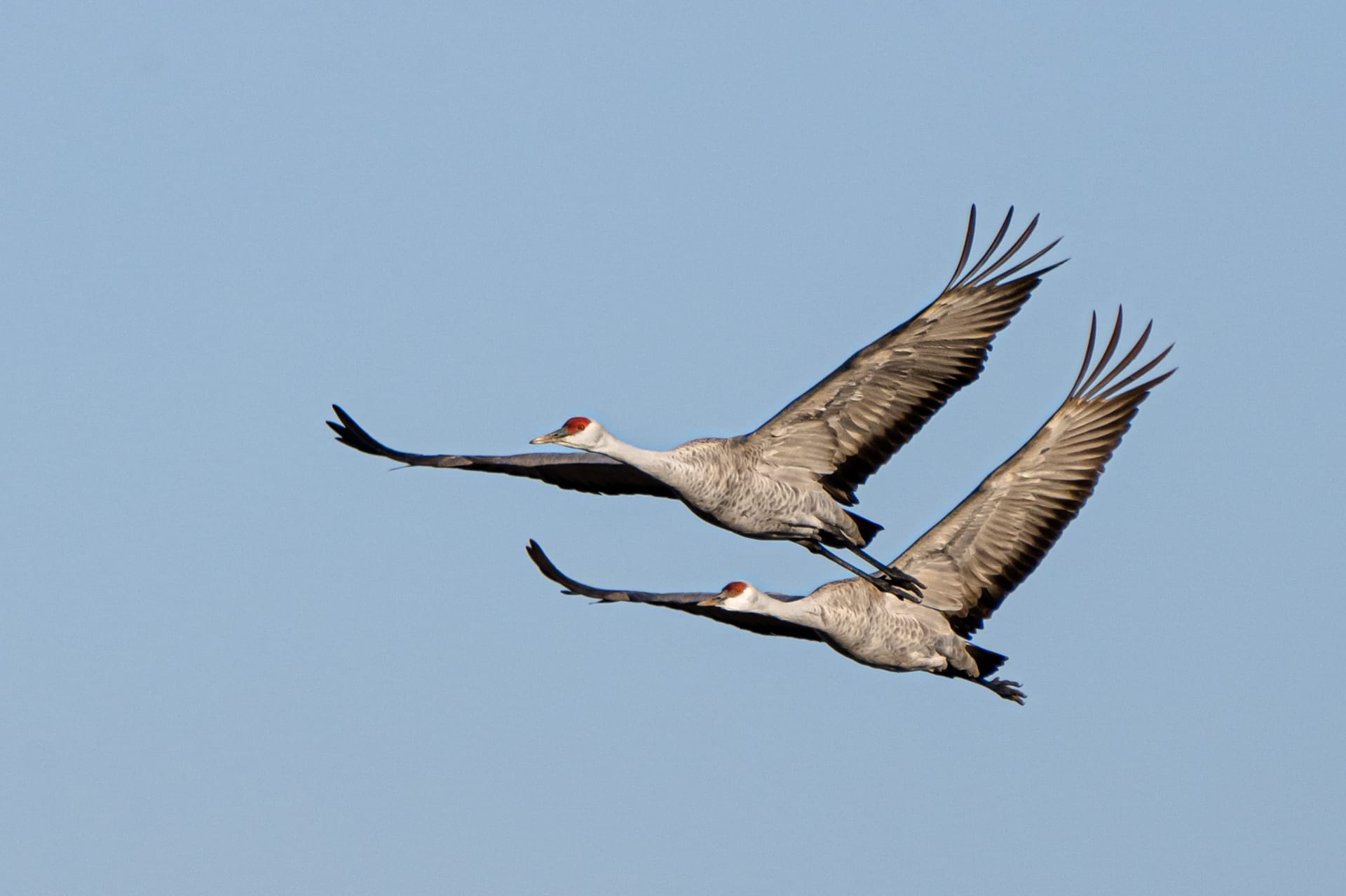 2023 Sandhill Crane Migration Trip Report - Wildside Nature Tours