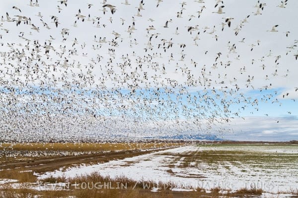 Snow Geese 'blast off' at the Bosque del Apache National Wildlife Refuge in New Mexico. Patience is key as the wait can be hours before they take off!