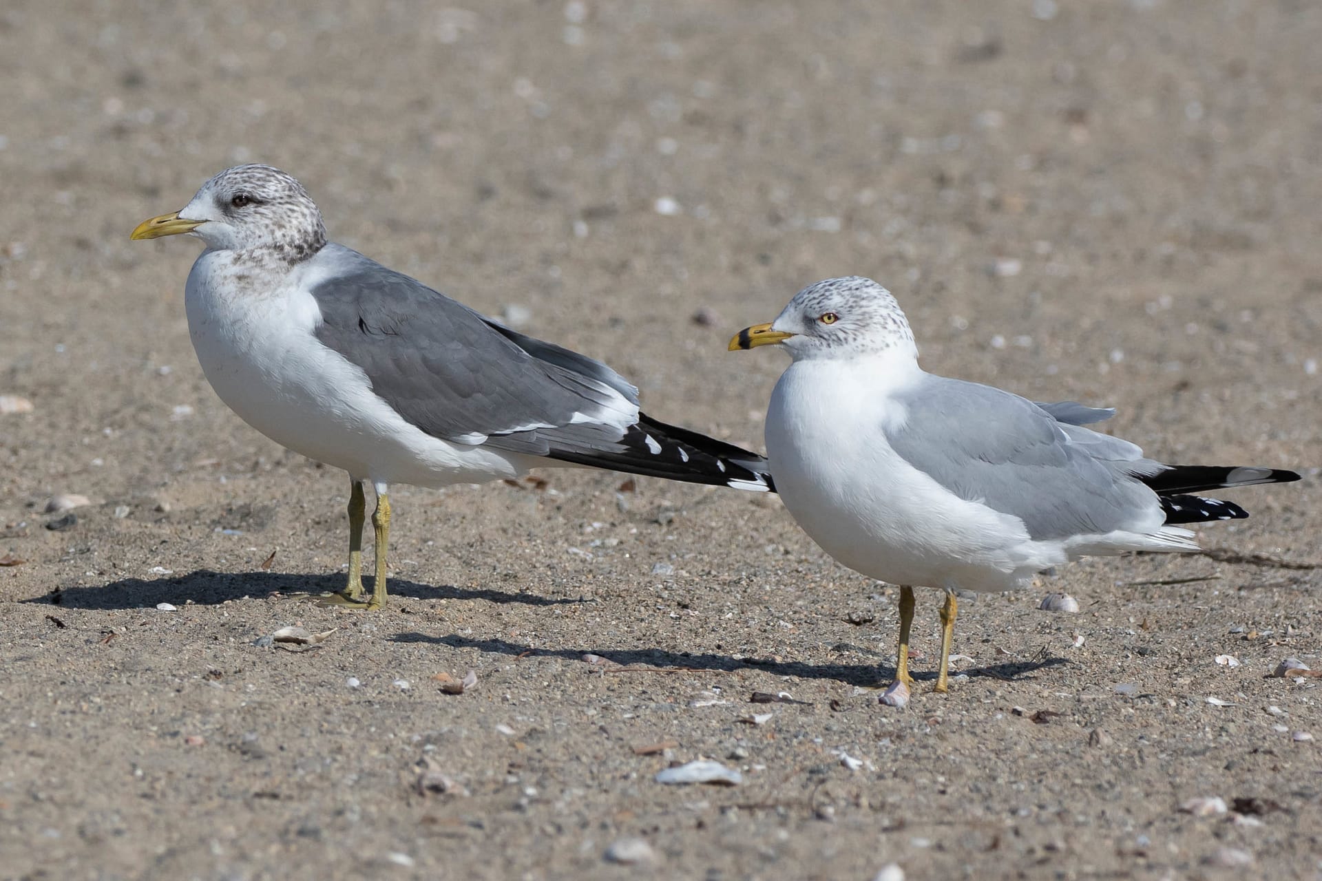"Kamchatka" Common Gull (left) and Ring-billed Gull, photo by Alex Lamoreaux