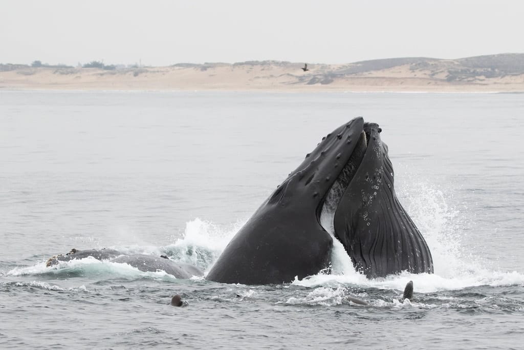 In September, during a short gap between by CA and WA tours, I was able to jump on a whale-watching boat to chase down a super rare seabird (which I'll get to in a moment) but the trip was also highlighted by being able to watch Humpback Whales feeding! Photo by Alex Lamoreaux.