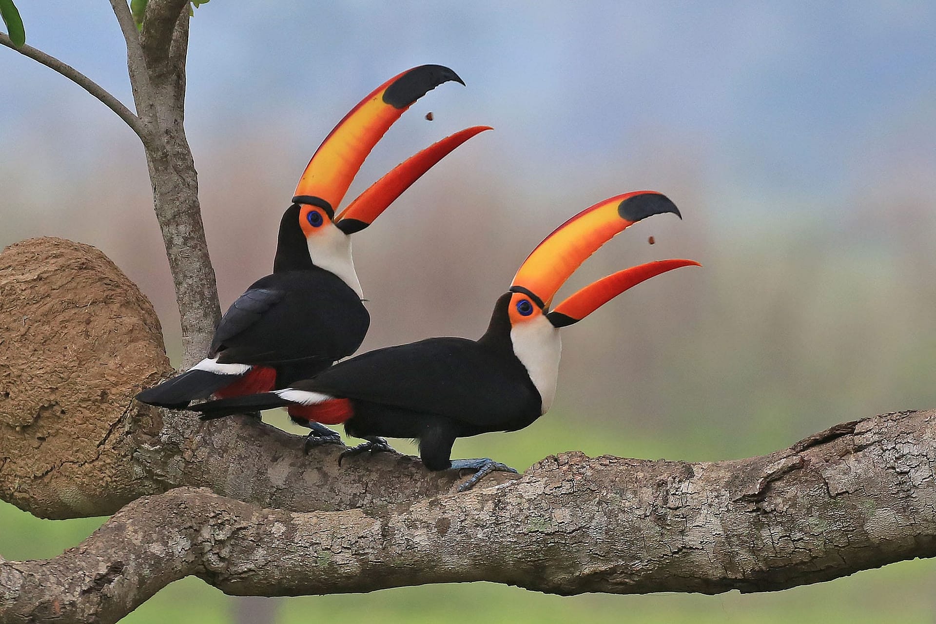 PANTANAL Toco Toucans 2000 BINNS D64A6779 copy Toco Toucans Pantanal