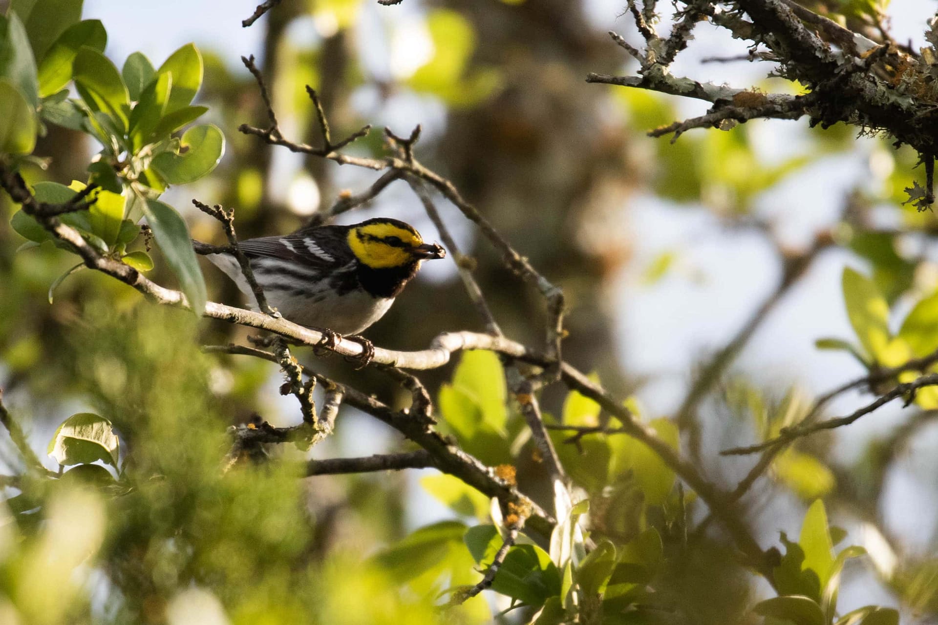 TEXAS: Black-capped Vireo & Golden-cheeked Warbler - Wildside