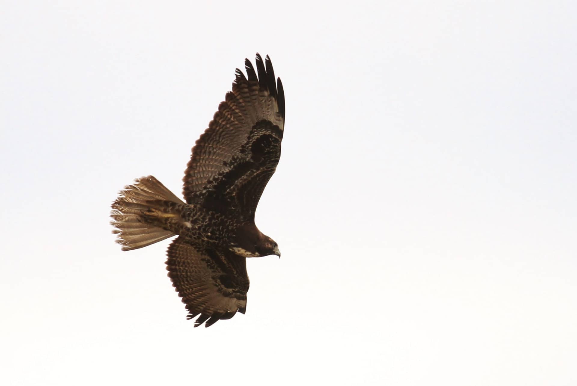 Golden Eagle vs Raven by Alex Lamoreaux