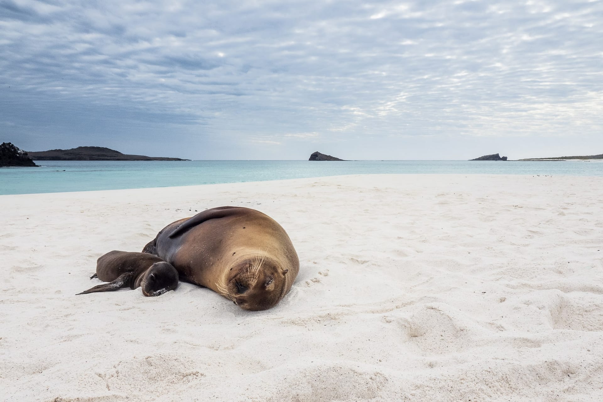 Galapagos Sea Lion
Zalophus wollebaeki
Female with Pup
Bahia Gardner
Isla Espanola (Espanola Island)
Galapagos Islands National Park
Ecuador
14 September, 2019